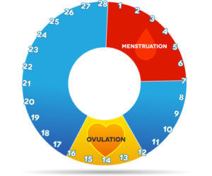 Ovulation fruchtbare Tage berechnen - ovulationstest-schwangerschaftstest.de